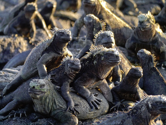 Galapagos: Darwin&rsquo;s Enchanted Isles: Jan. 10-19, 2020