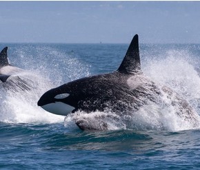 Pacific Northwest Discovery&mdash;The San Juan Islands Whales, Wildlife and Coastal Culture &ndash; August 3-8, 2026